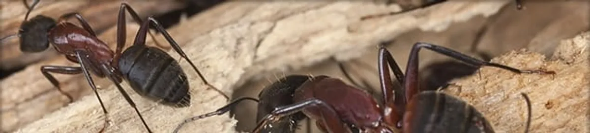 Close-up of ants on wood showing an active ant infestation in Lowell, MA