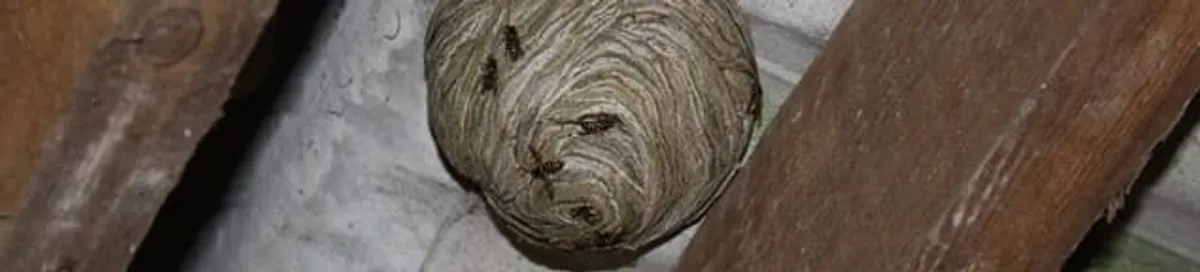 Wasp nest in an attic space, a common home infestation risk in Lowell, MA