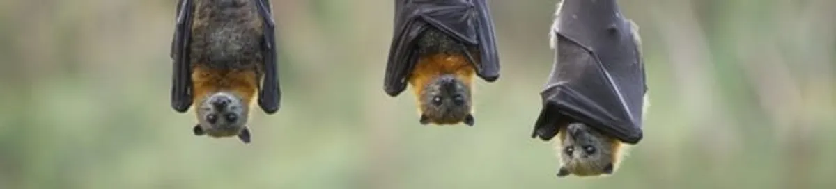 Bats roosting together, a common sign of a bat infestation in Lowell, MA