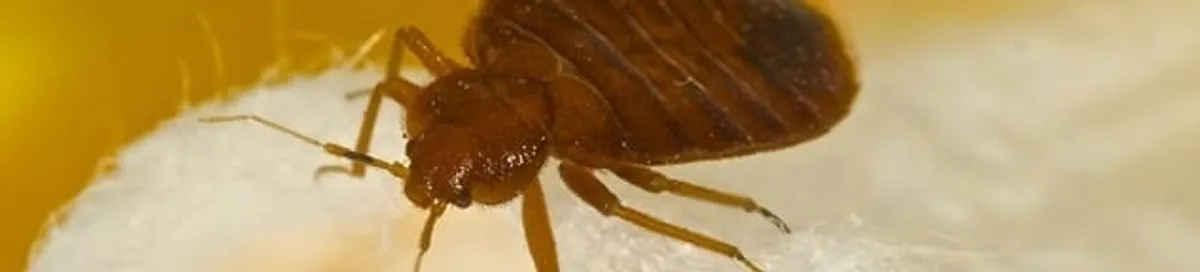 Close-up of a bed bug, a sign of an active infestation in Lowell, MA