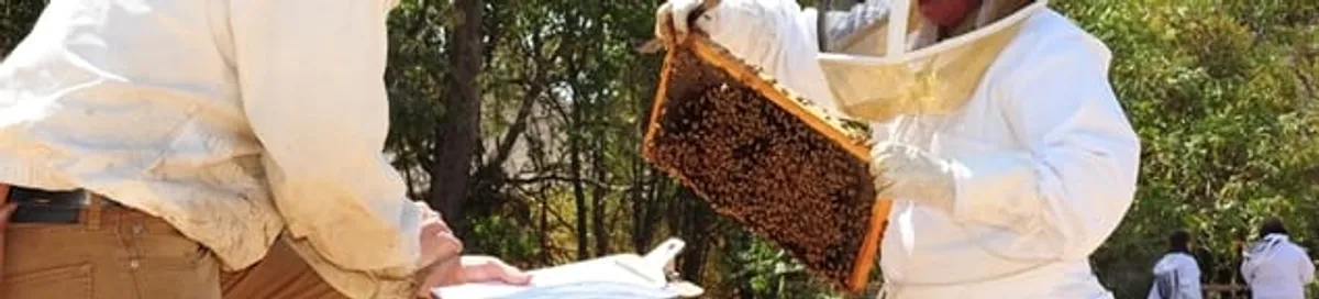 Bee removal specialists relocating a hive and honeycomb safely in Lowell, MA