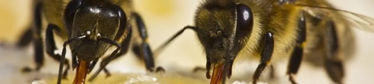 Close-up of honey bees, a sign of a nearby hive in Lowell, MA