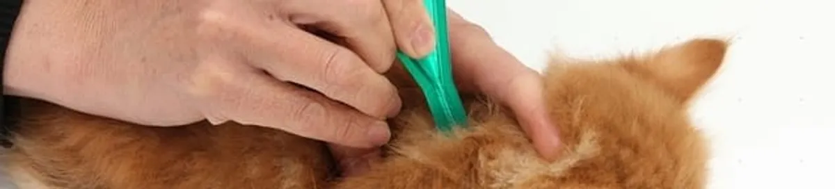 Flea treatment for pets using a flea comb, a sign of flea problems in Lowell, MA