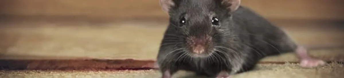 Mouse indoors, a common sign of a rodent infestation in Lowell, MA