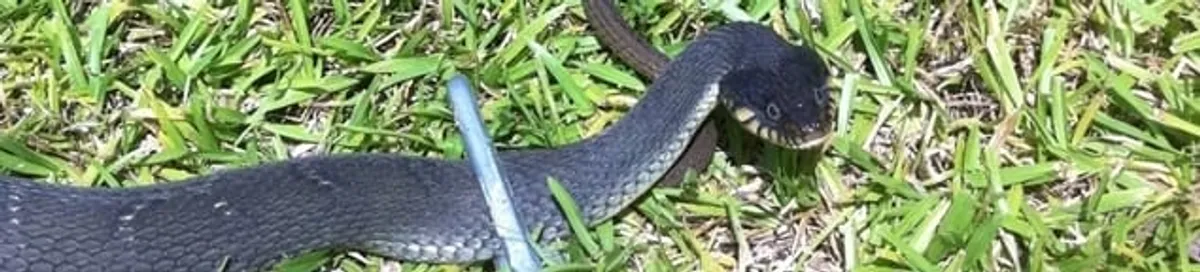 Snake in a yard, a common sign of a snake problem near a home in Lowell, MA