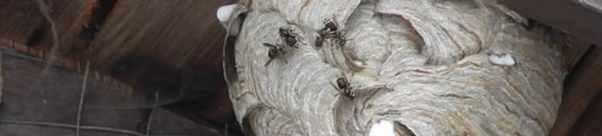 Close-up of a wasp nest with active wasps, a sign of an infestation in Lowell, MA